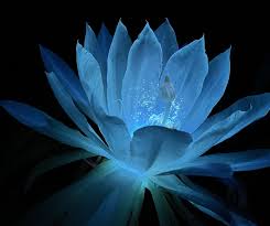 Light Blue Epiphyllum Flower seeds for Planting - Sun Loving, Heirloom & GMO Free Seeds for Home Garden
Sale seeds for planting in home garden