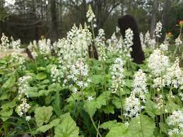 Green Tiarella Flower seeds for Planting - Compact Growth, Heirloom & GMO Free Seeds for Home Garden
Sale seeds for planting in home garden