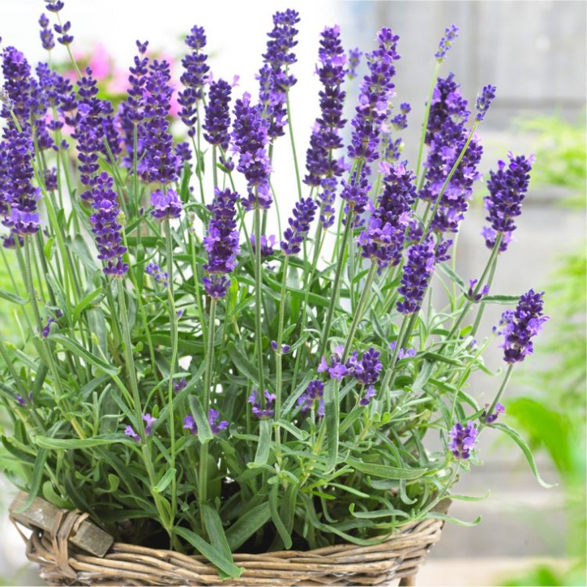 Lavender Angustifolia Flower seeds for Planting - Compact Growth, Heirloom & GMO Free Seeds for Home Garden
Sale for planting in home garden