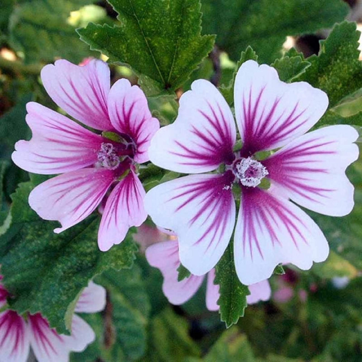 Purple White Zebra Mallow Flower seeds for Planting Premium Quality Heirloom & GMO Free Seeds for Home Garden
Sale seeds for home garden planting