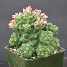 Monadenium Flower seeds for Planting - Low Maintenance, Heirloom & GMO Free Seeds for Home Garden
Sale seeds for planting in home garden