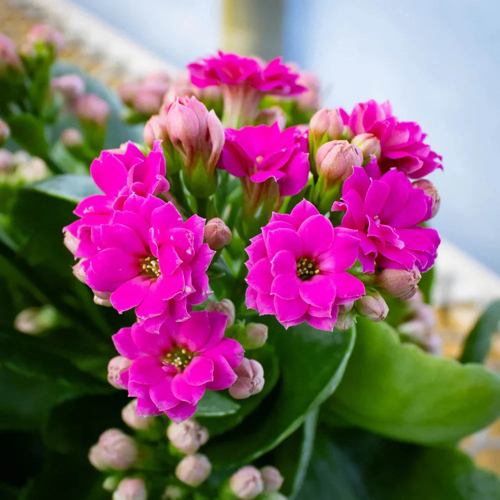 Pink Kalanchoe Flower seeds for Planting Low Maintenance Heirloom & GMO Free Seeds for Home Garden
Sale seeds for home garden planting