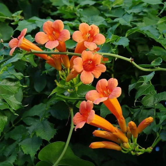 Orange Tecoma Flower seeds for Planting Bright Blooms Heirloom & GMO Free Seeds for Home Garden
Sale seeds for home garden planting