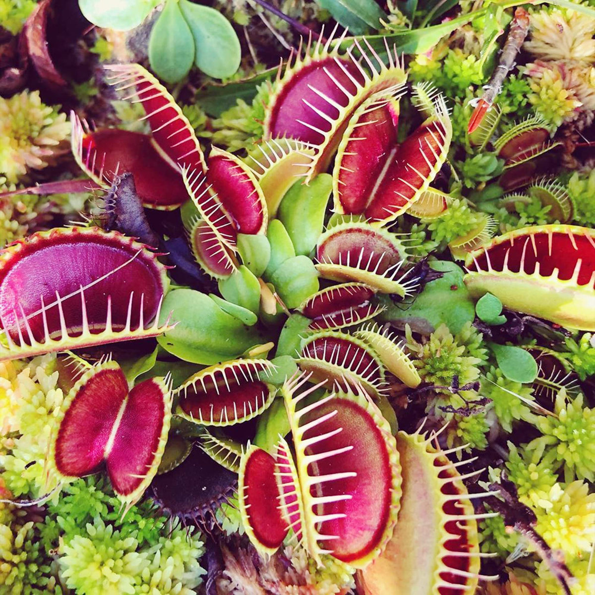 Carnivorous Flower seeds for Planting Cut Flower Favorite Heirloom & GMO Free Seeds for Home Garden
Sale seeds for home garden planting