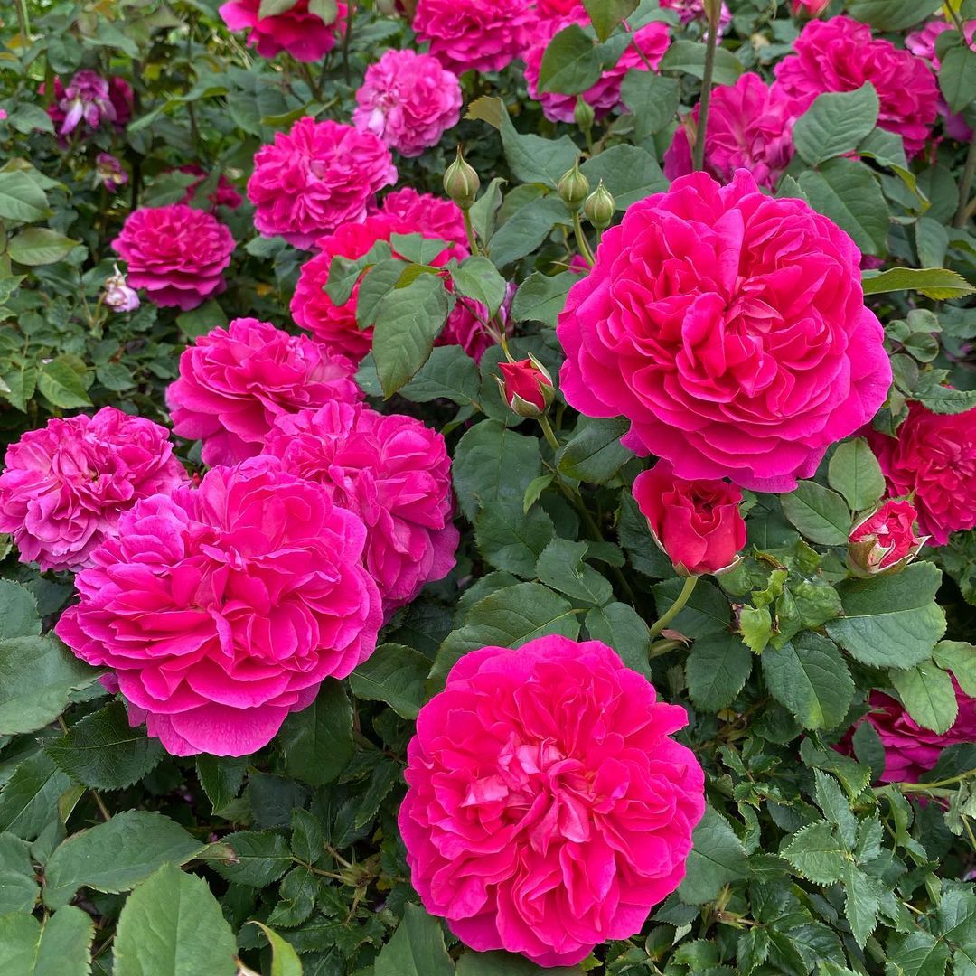 Dark Pink Rose Flower seeds for Planting Hardy Variety Heirloom & GMO Free Seeds for Home Garden
Sale seeds for home garden planting