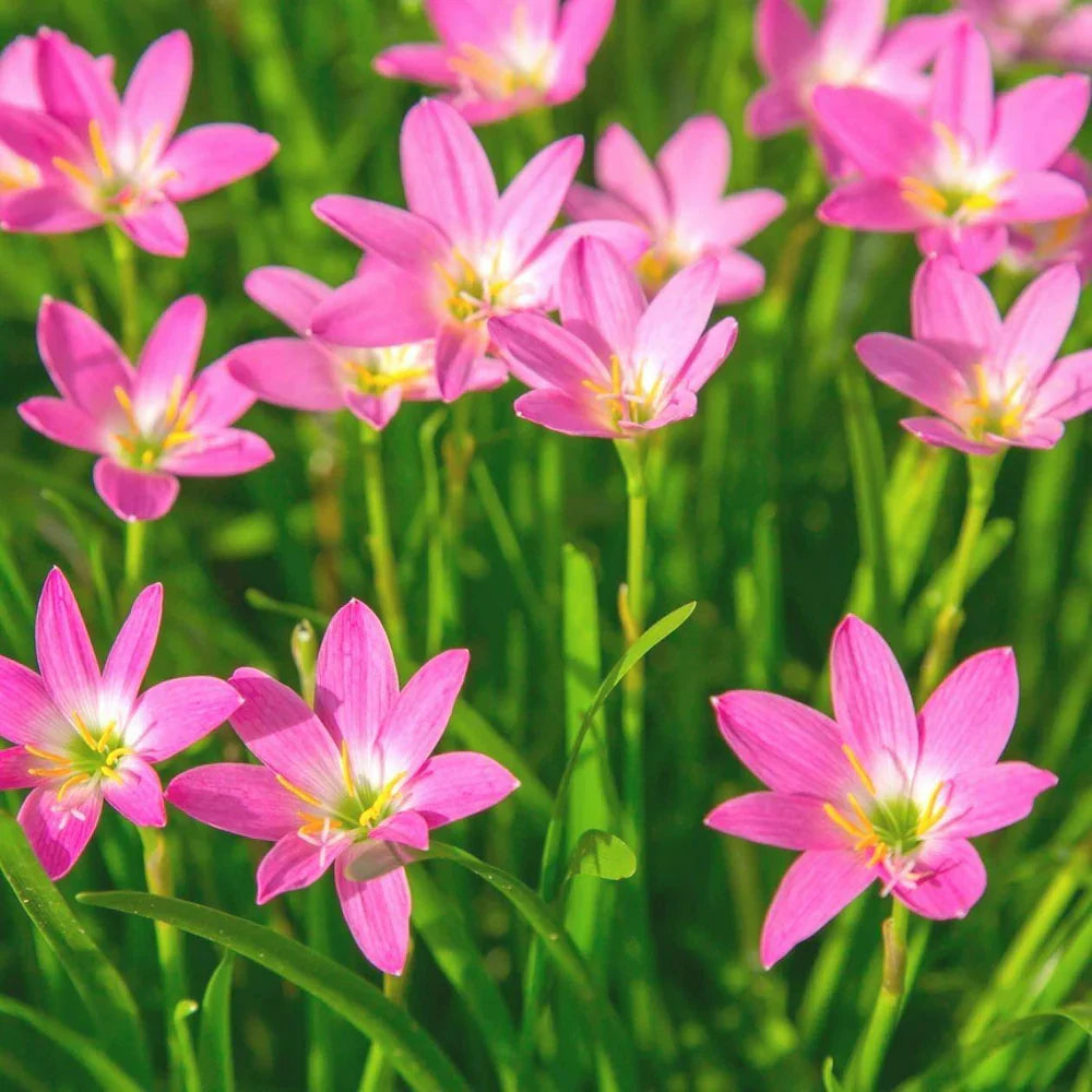 Pink Habranthus Robustus Flower seeds for Planting Sun Loving Heirloom & GMO Free Seeds for Home Garden
Sale seeds for home garden planting