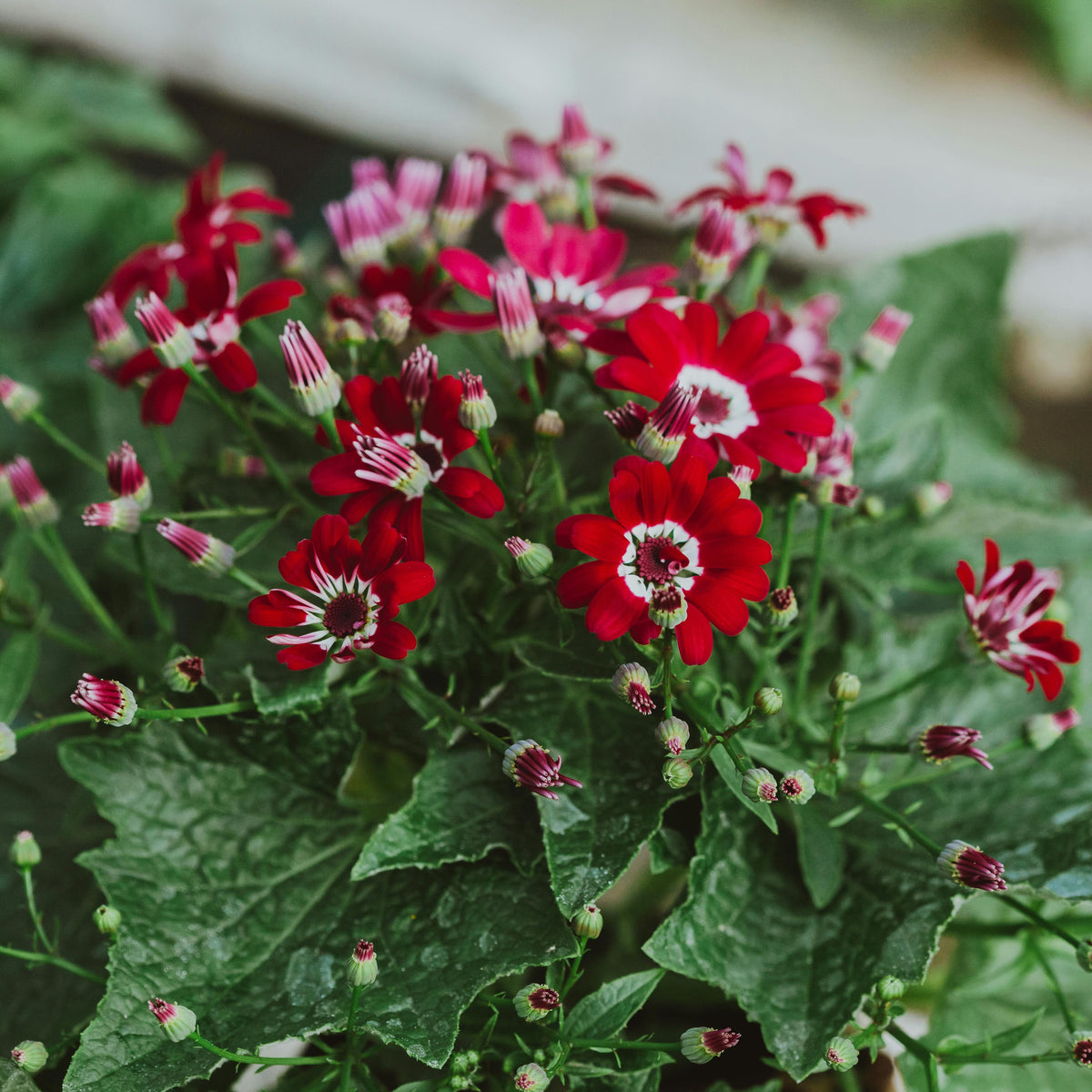 fragrant flower seeds for sale Red Cineraria Flower seeds for Planting Fragrant Blosso