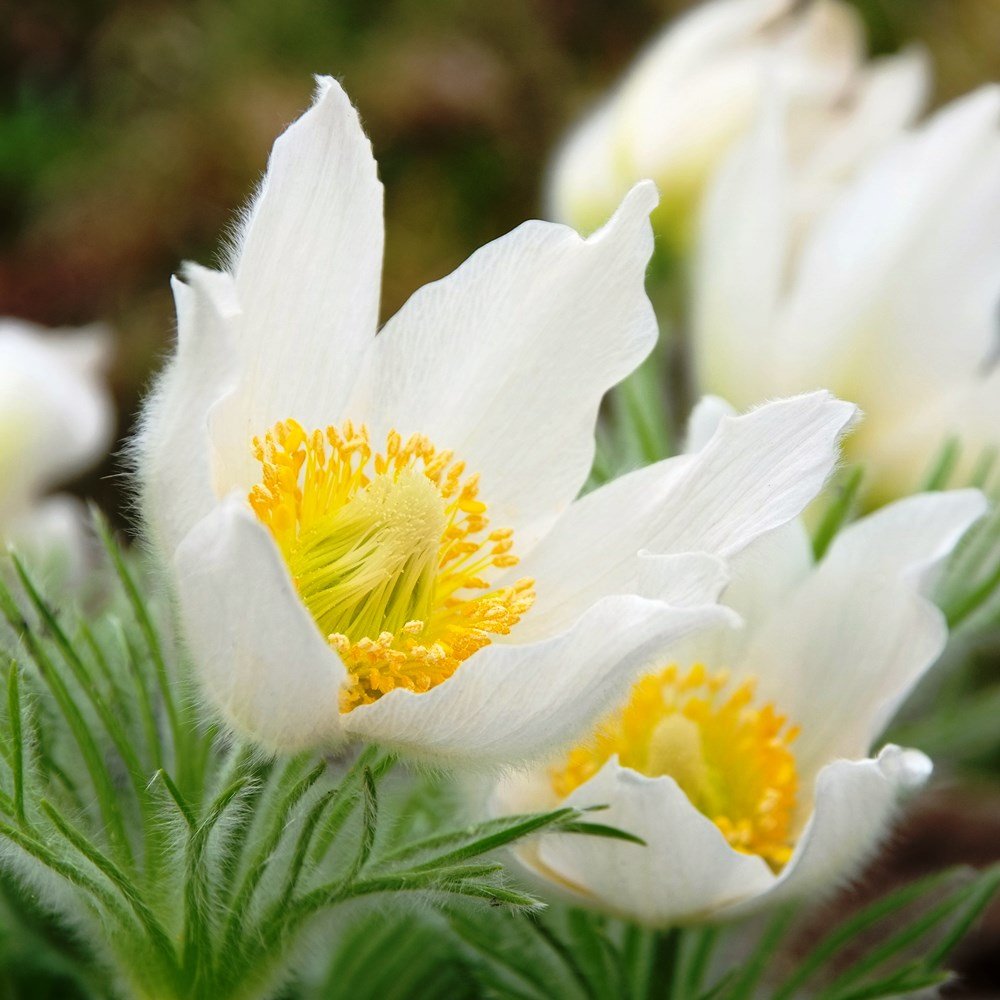 White Pasque Flower seeds for Planting - Long Bloom Season, Heirloom & GMO Free Seeds for Home Garden
Sale for planting in home garden
