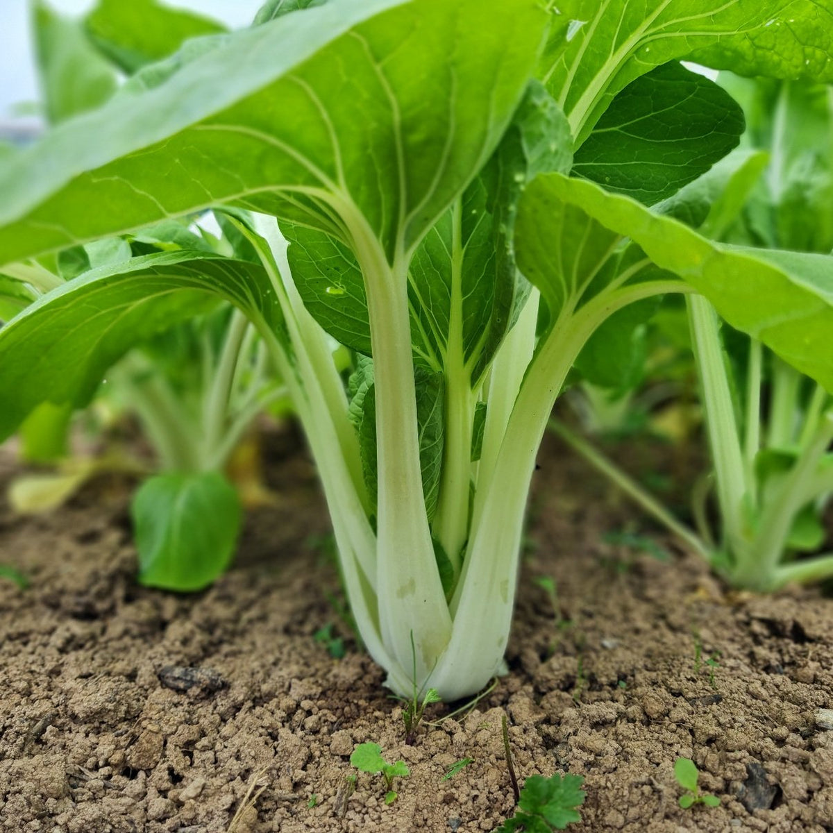 Green Pak Choi Flower seeds for Planting Bright Blooms Heirloom & GMO Free Seeds for Home Garden
Sale seeds for home garden planting