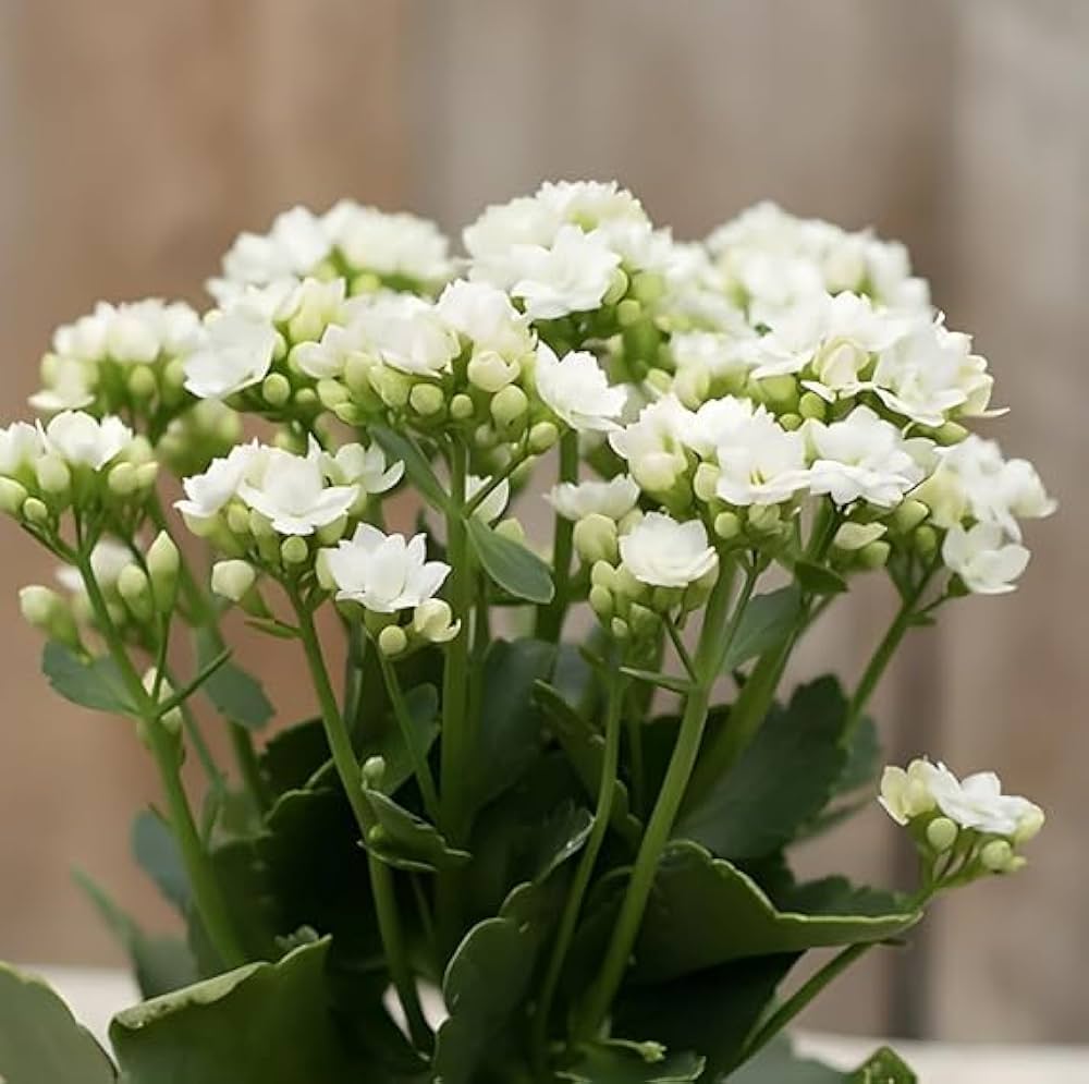 White Kalanchoe Flower seeds for Planting - Garden Favorite, Heirloom & GMO Free Seeds for Home Garden
Sale for planting in home garden