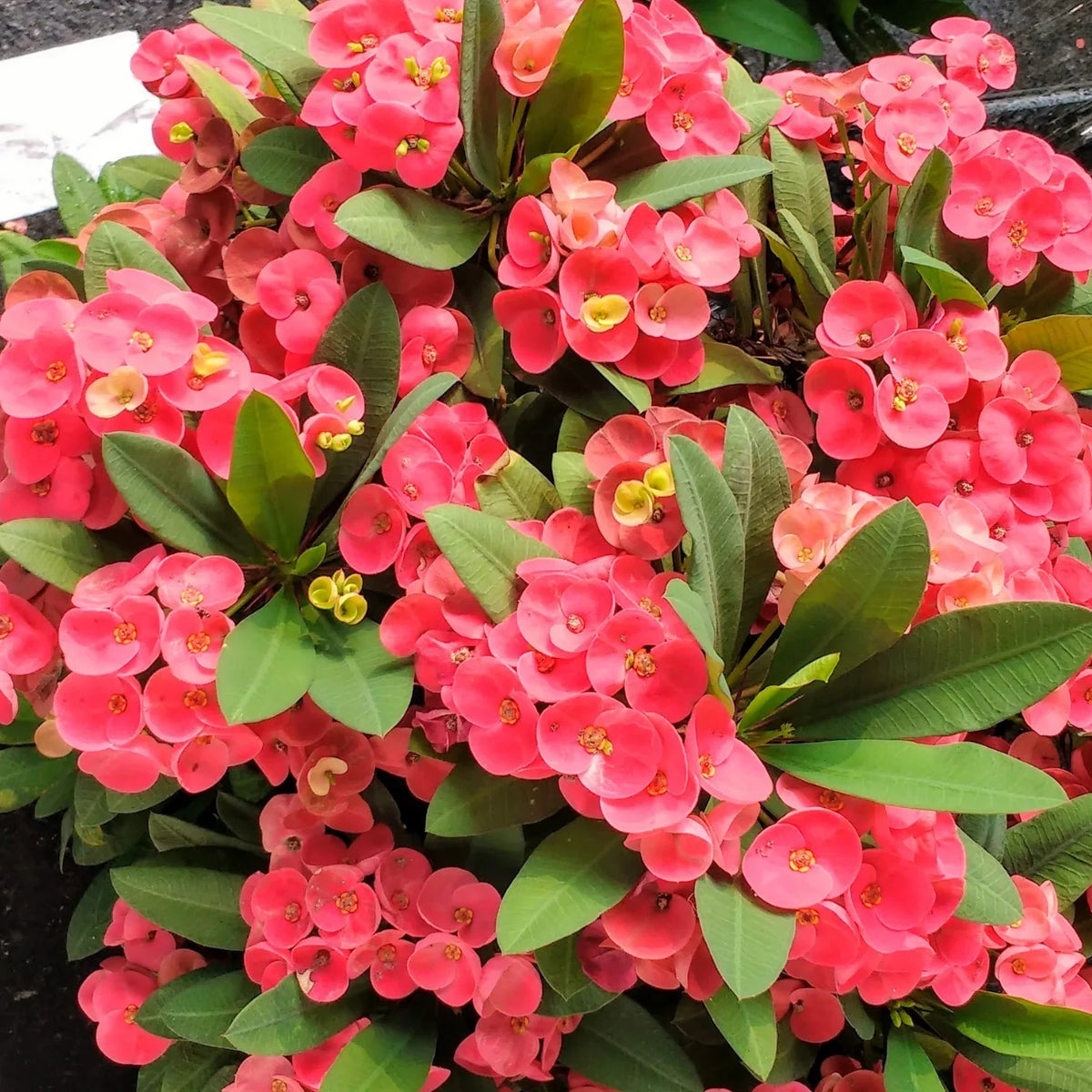 Euphorbia Flower seeds for Planting - Perfect for Borders, Heirloom & GMO Free Seeds for Home Garden
Sale for planting in home garden