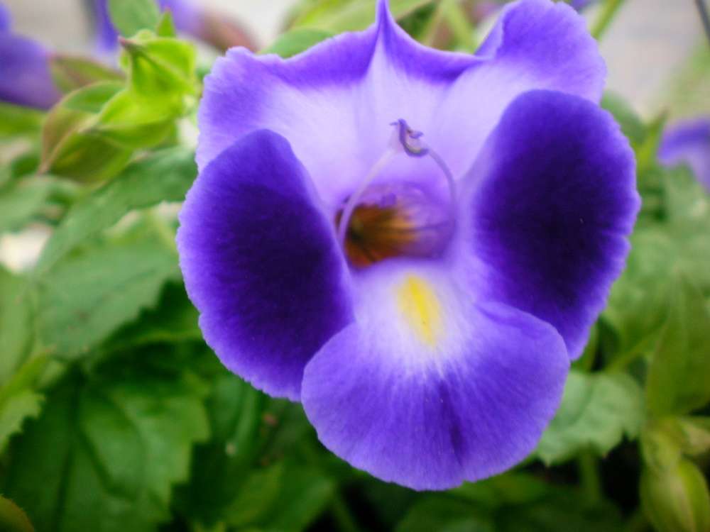 Purple Torenia Kauai Flower seeds for Planting - Hardy Variety, Heirloom & GMO Free Seeds for Home Garden
Sale seeds for planting in home garden
