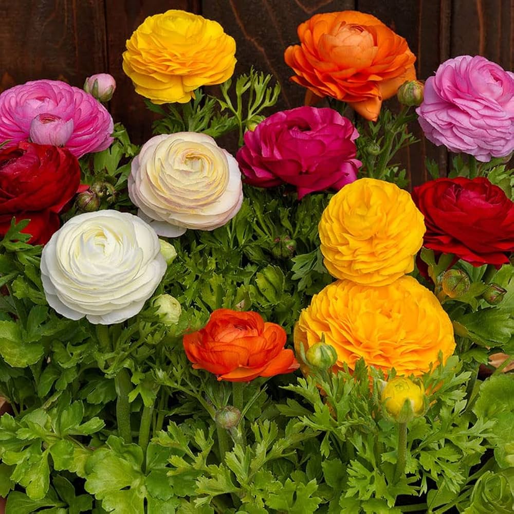 Mixed Ranunculus Flower seeds for Planting - Drought Tolerant, Heirloom & GMO Free Seeds for Home Garden
Sale seeds for planting in home garden
