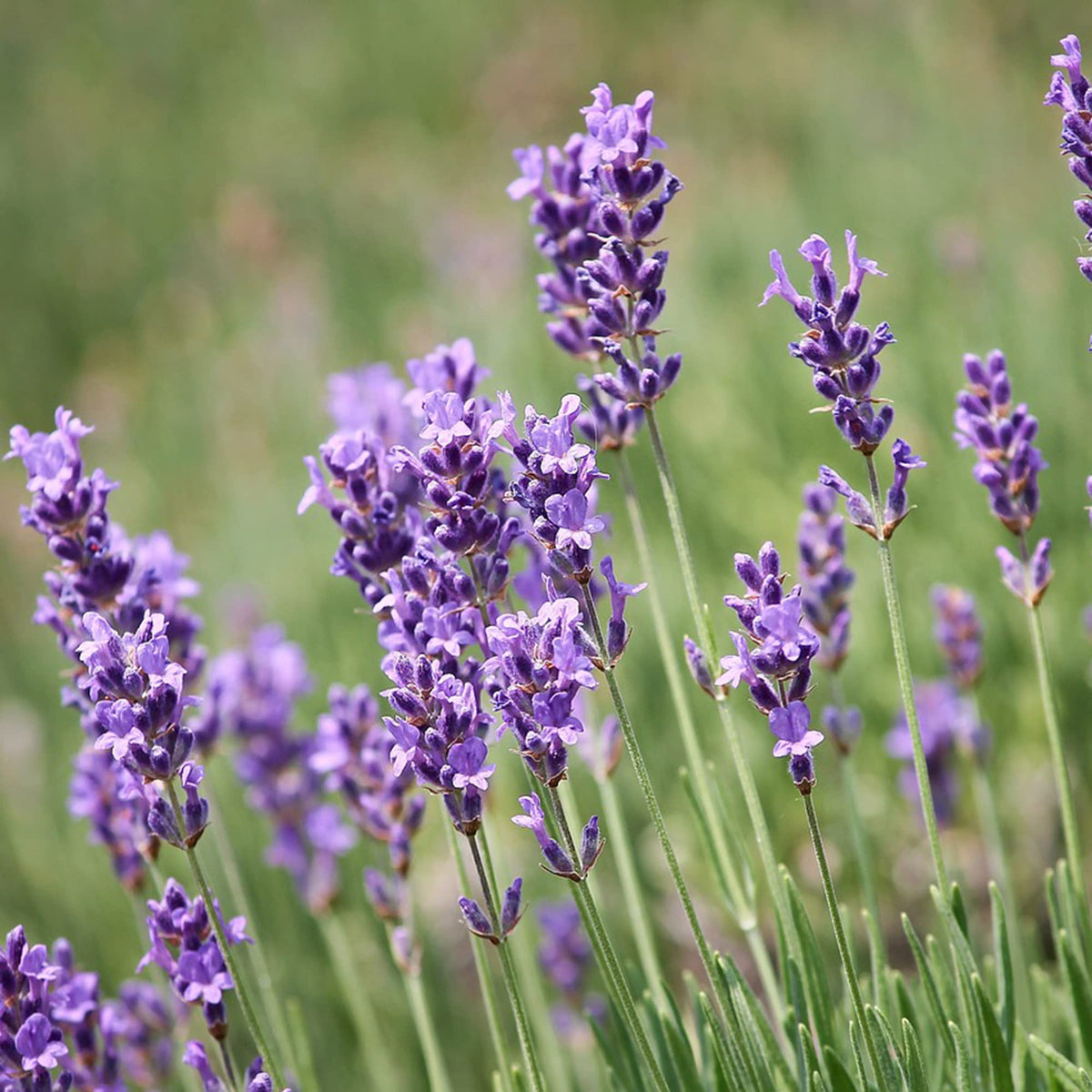 Lavender Fragrant Flower seeds for Planting Long Bloom Season Heirloom & GMO Free Seeds for Home Garden
Sale seeds for home garden planting