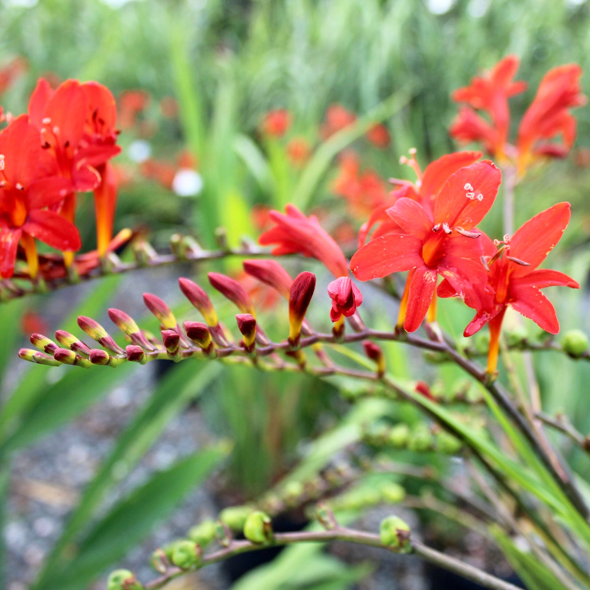 Crocosmia Montbretia Flower seeds for Planting Vibrant Colors Heirloom & GMO Free Seeds for Home Garden
Sale seeds for home garden planting