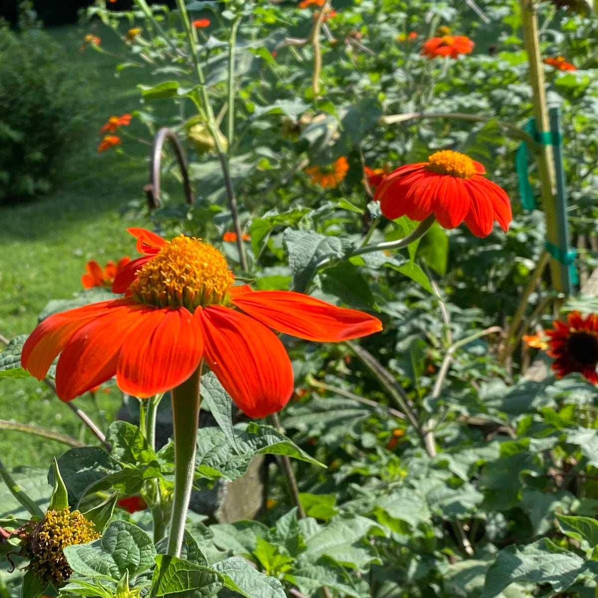 Mexican SunFlower seeds for Planting Shade Tolerant Heirloom & GMO Free Seeds for Home Garden
Sale for planting in home garden