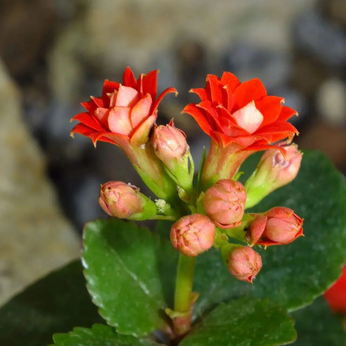 Kalanchoe Blossfeldiana Flower seeds for Planting - Long Bloom Season, Heirloom & GMO Free Seeds for Home Garden
Sale for planting in home garden