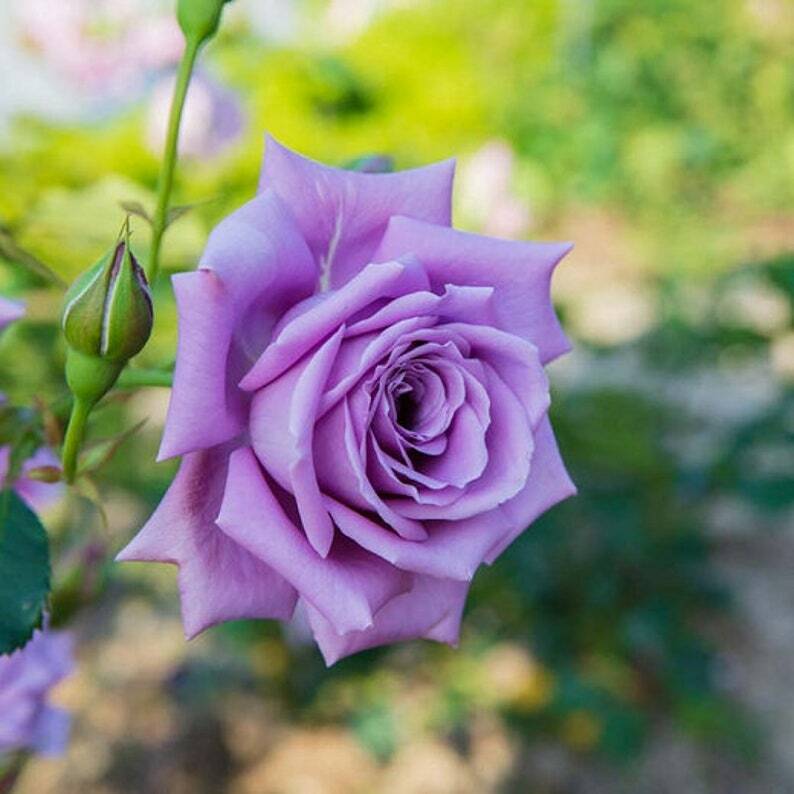 Violet Rose Flower seeds for Planting Drought Tolerant Heirloom & GMO Free Seeds for Home Garden
Sale seeds for home garden planting