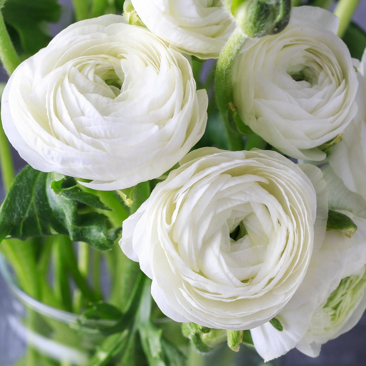 buttercup flower seeds for sale Ranunculus Asiaticus Flower seeds for Planting Vibrant