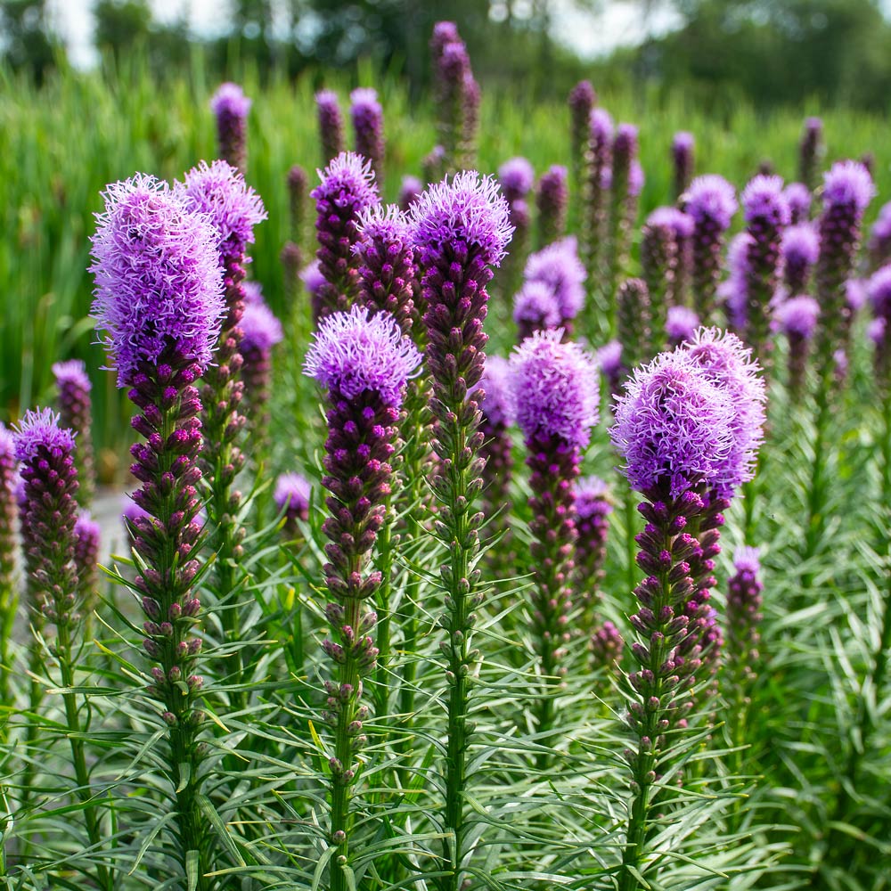 Purple Liatris Flower seeds for Planting Bright Blooms Heirloom & GMO Free Seeds for Home Garden
Sale seeds for home garden planting