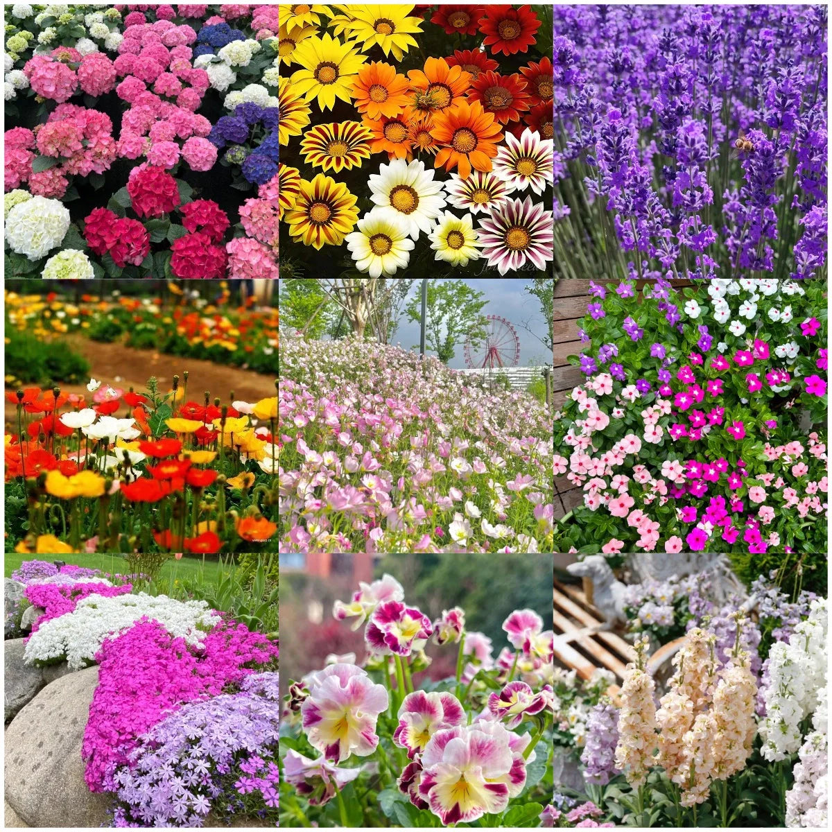 Mixed Four Seasons Flower seeds for Planting Pollinator Friendly Heirloom & GMO Free Seeds for Home Garden
Sale seeds for home garden planting