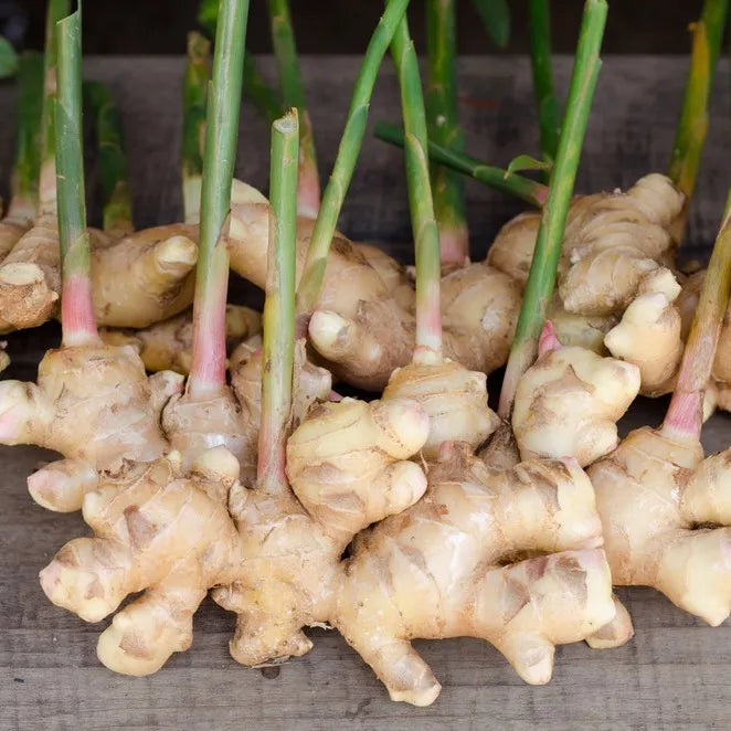 Brown Ginger Flower seeds for Planting Garden Favorite Heirloom & GMO Free Seeds for Home Garden
Sale seeds for home garden planting