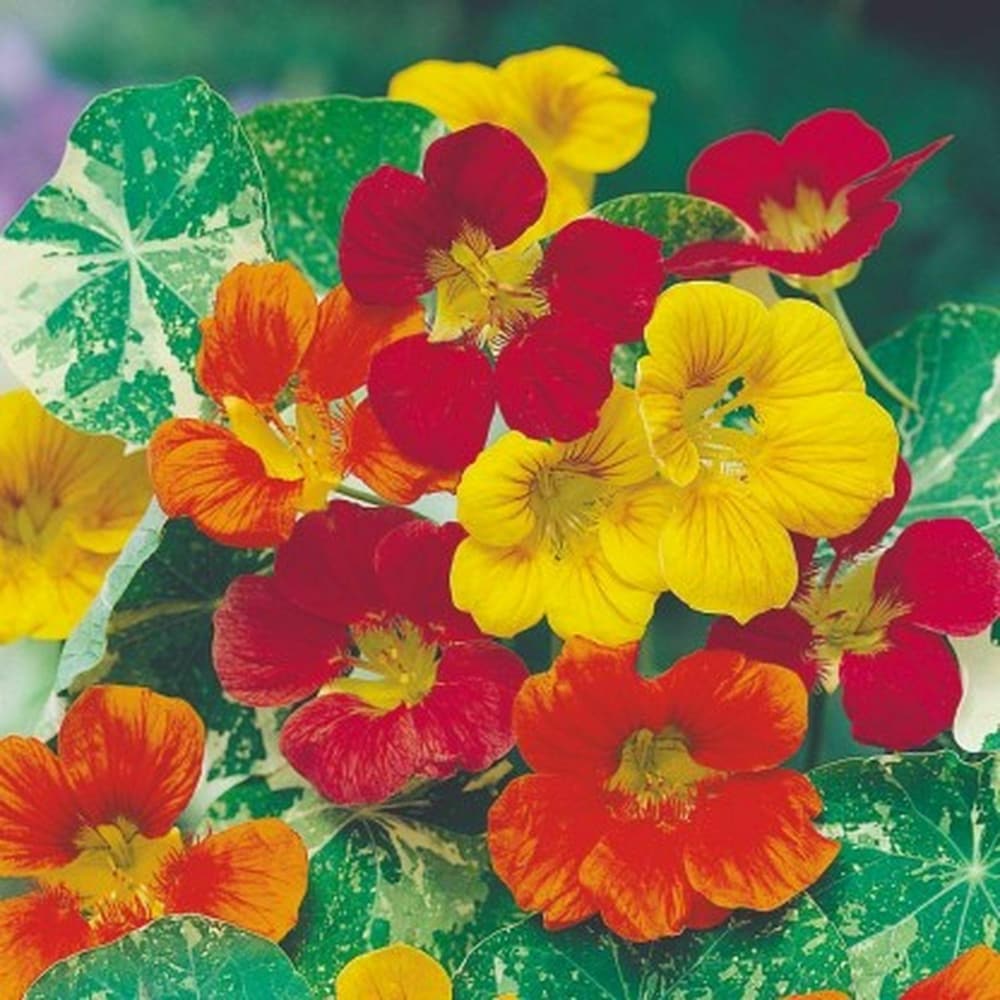 Mixed Nasturtium Flower seeds for Planting Fragrant Blossoms Heirloom & GMO Free Seeds for Home Garden
Sale seeds for home garden planting