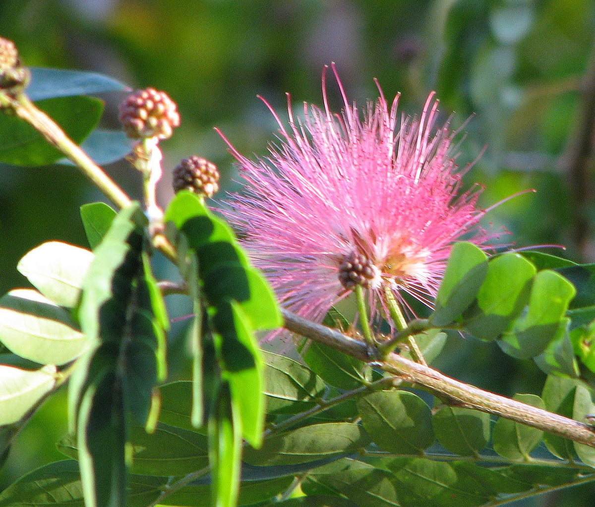 Calliandra Flower seeds for Planting Garden Favorite Heirloom & GMO Free Seeds for Home Garden
Sale for planting in home garden