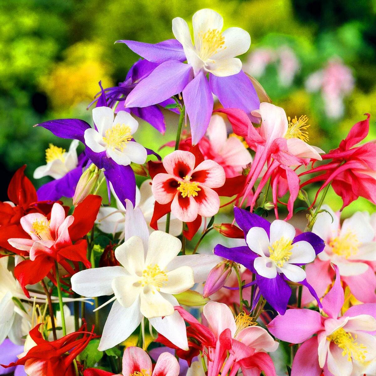 Mixed Aquilegia Flower seeds for Planting Garden Favorite Heirloom & GMO Free Seeds for Home Garden
Sale seeds for home garden planting