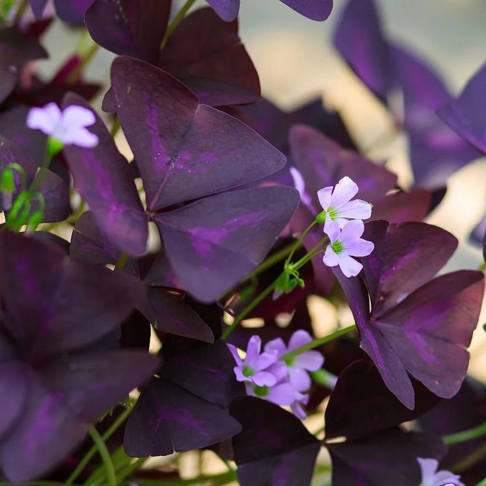 Purple Oxalis Stricta Flower seeds for Planting Drought Tolerant Heirloom & GMO Free Seeds for Home Garden
Sale seeds for home garden planting
