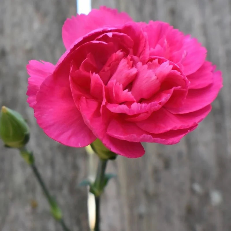 Deep Pink Carnation Flower seeds for Planting Cut Flower Favorite Heirloom & GMO Free Seeds for Home Garden
Sale seeds for home garden planting