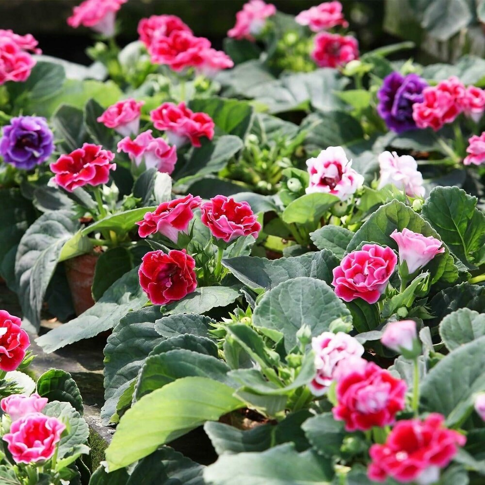Mixed Gloxinia Flower seeds for Planting Cottage Garden Essential Heirloom & GMO Free Seeds for Home Garden
Sale seeds for home garden planting