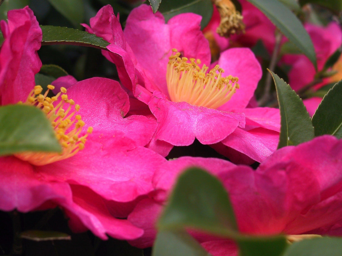 Pink Yellow Camellia Flower seeds for Planting - Colorful Display, Heirloom & GMO Free Seeds for Home Garden
Sale seeds for planting in home garden