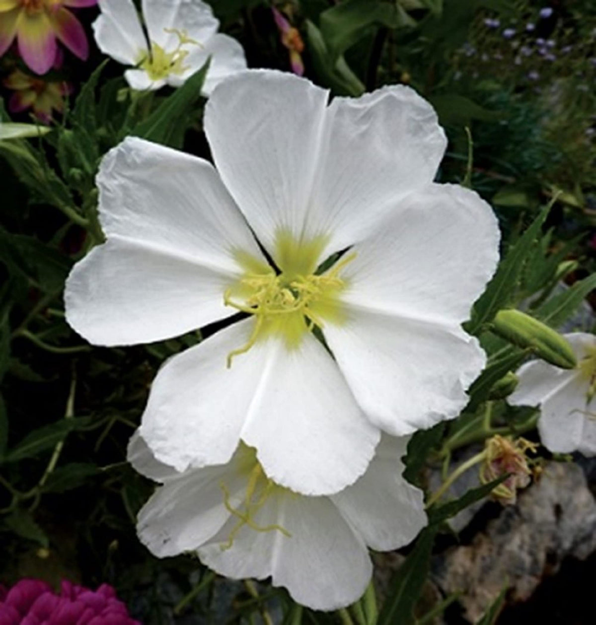 White Oenothera Flower seeds for Planting - Wildflower Mix, Heirloom & GMO Free Seeds for Home Garden
Sale for planting in home garden
