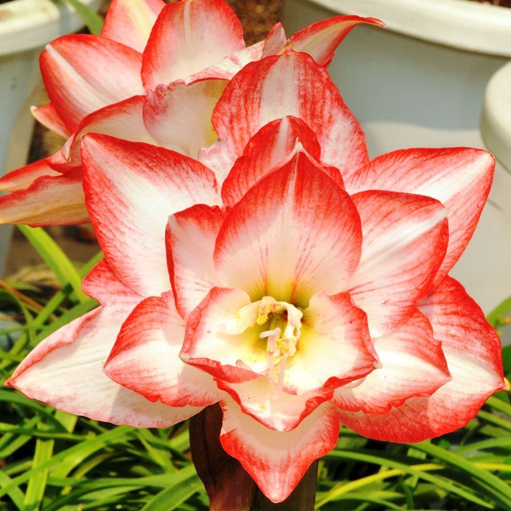 Red White Hippeastrum Rutilum Flower seeds for Planting Fragrant Blossoms Heirloom & GMO Free Seeds for Home Garden
Sale seeds for home garden planting