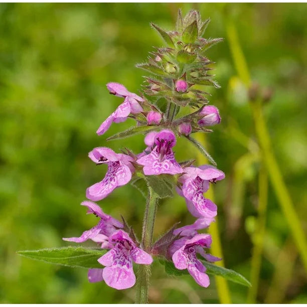 Purple Marsh Woundwort Flower seeds for Planting Seasonal Bloomer Heirloom & GMO Free Seeds for Home Garden
Sale seeds for home garden planting