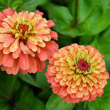 Lime Orange Zinnia Flower seeds for Planting - Compact Growth, Heirloom & GMO Free Seeds for Home Garden
Sale seeds for planting in home garden