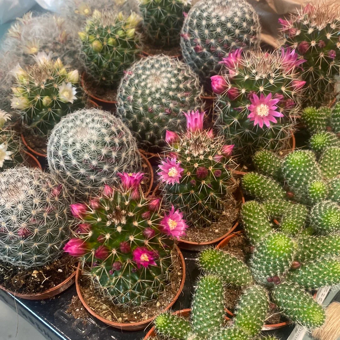 Mixed Mammillaria Flower seeds for Planting Colorful Display Heirloom & GMO Free Seeds for Home Garden
Sale seeds for home garden planting