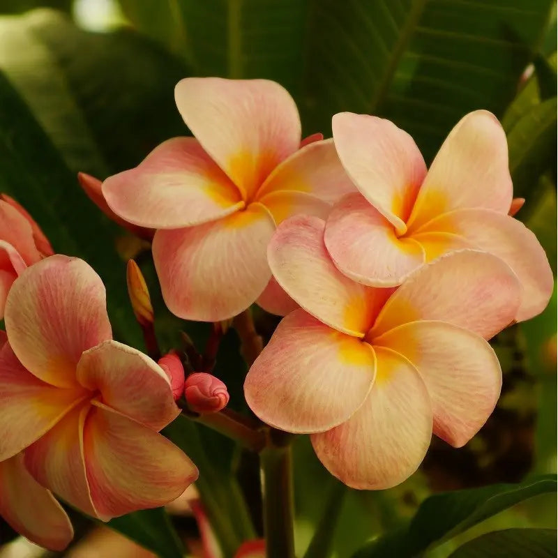 Orange Frangipani Flower seeds for Planting - Garden Favorite, Heirloom & GMO Free Seeds for Home Garden
Sale seeds for planting in home garden