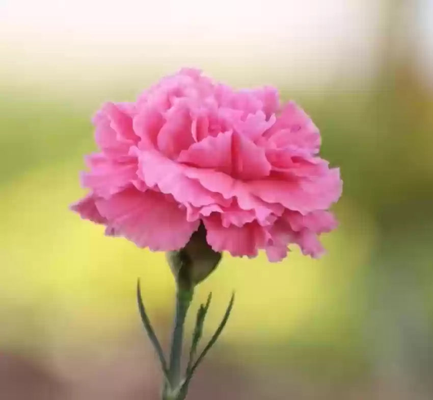 Pink Carnation Flower seeds for Planting Colorful Display Heirloom & GMO Free Seeds for Home Garden
Sale seeds for home garden planting