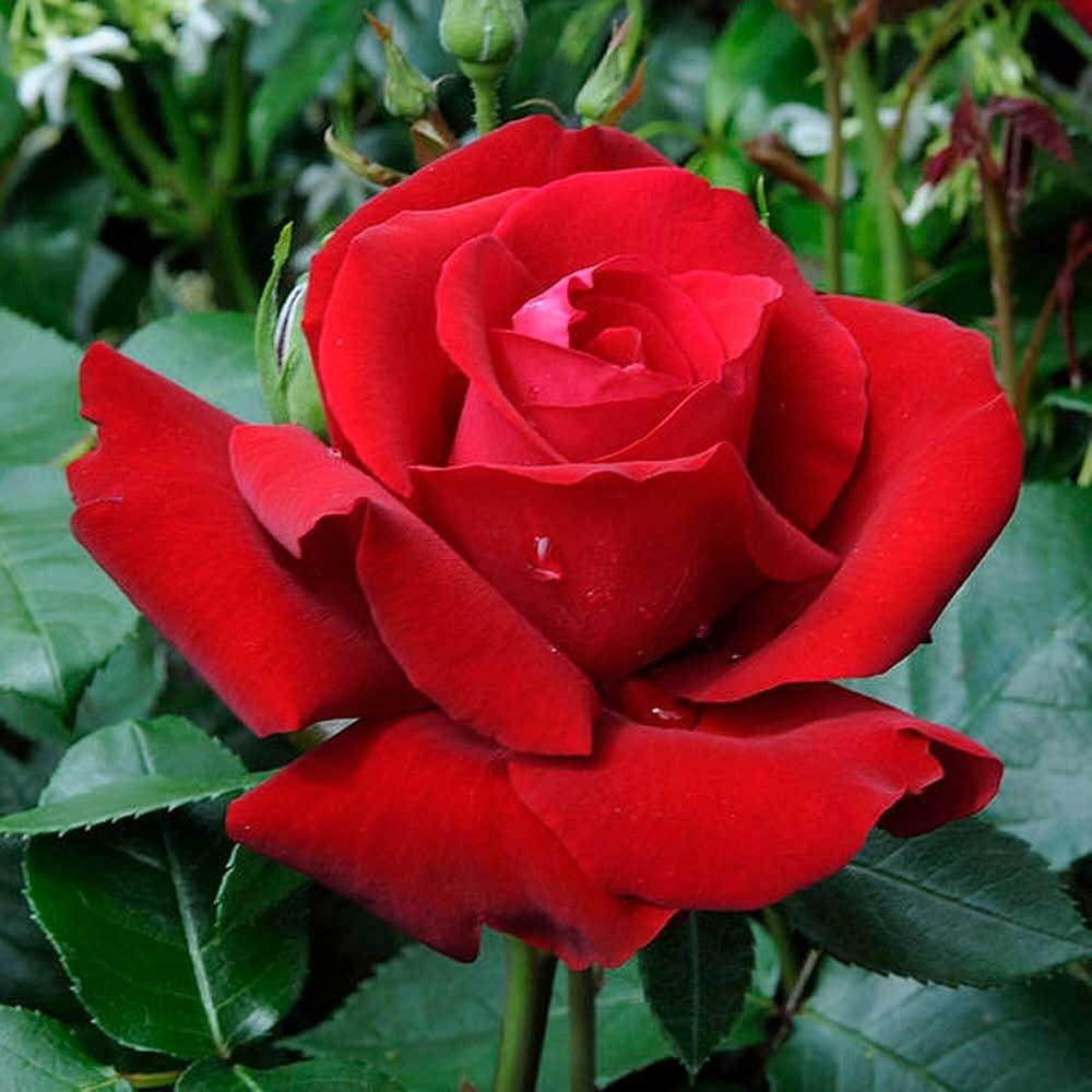Rose Flower seeds for Planting Long Bloom Season Heirloom & GMO Free Seeds for Home Garden
Sale seeds for home garden planting
