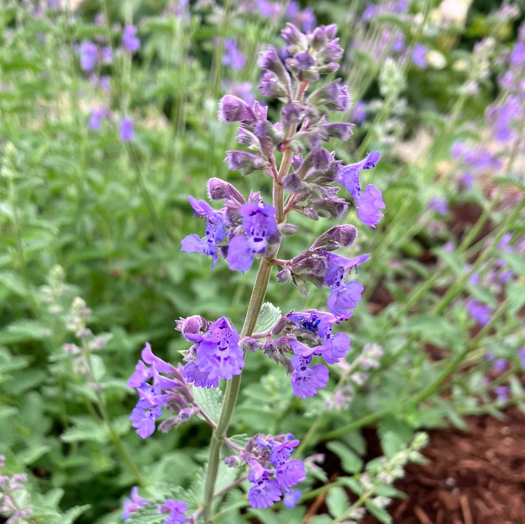 Purple Catmint Flower seeds for Planting Sun Loving Heirloom & GMO Free Seeds for Home Garden
Sale seeds for home garden planting