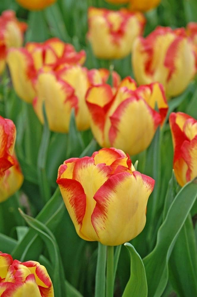 TulpeBirnen Flower seeds for Planting Premium Quality Heirloom & GMO Free Seeds for Home Garden
Sale seeds for home garden planting