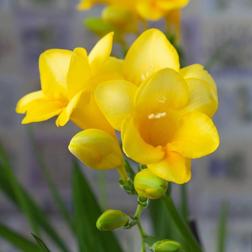 Yellow Freesias Flower seeds for Planting Cut Flower Favorite Heirloom & GMO Free Seeds for Home Garden
Sale seeds for home garden planting