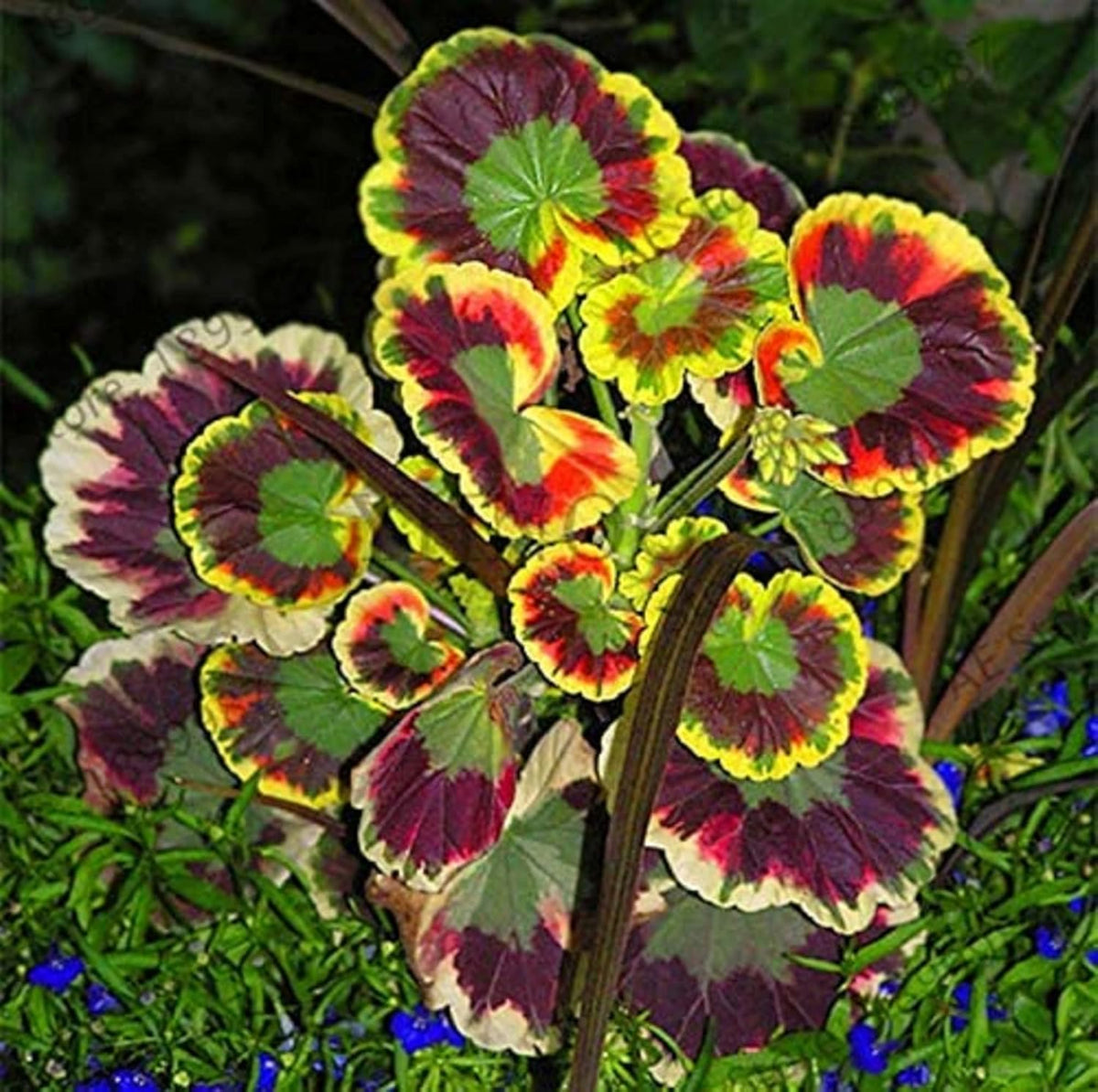 Mixed Variegated Geranium Flower seeds for Planting Har