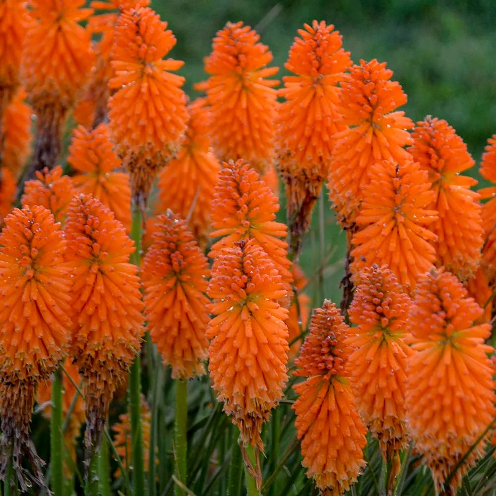 Orange Kniphofia Flower seeds for Planting Hardy Variety Heirloom & GMO Free Seeds for Home Garden
Sale seeds for home garden planting