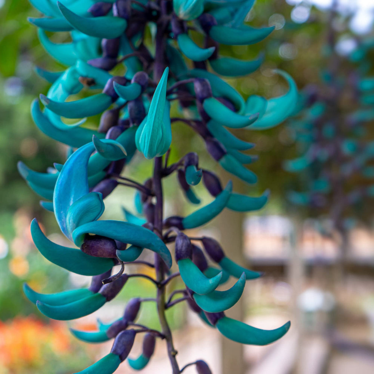 Sky Blue Endangered Jade Flower seeds for Planting Long Bloom Season Heirloom & GMO Free Seeds for Home Garden
Sale seeds for home garden planting