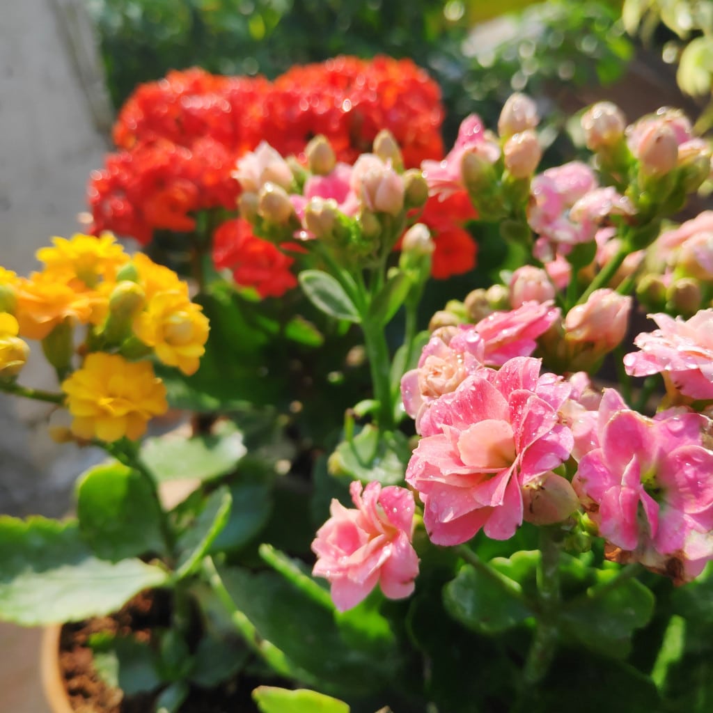 Mixed Kalanchoe Flower seeds for Planting Cut Flower Favorite Heirloom & GMO Free Seeds for Home Garden
Sale seeds for home garden planting