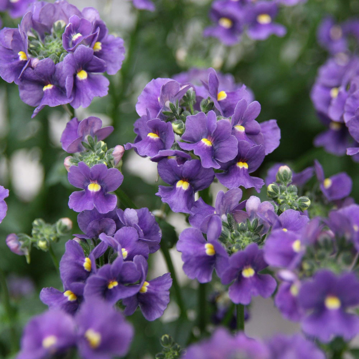 Blue Nemesia Flower seeds for Planting Pollinator Friendly Heirloom & GMO Free Seeds for Home Garden
Sale seeds for home garden planting
