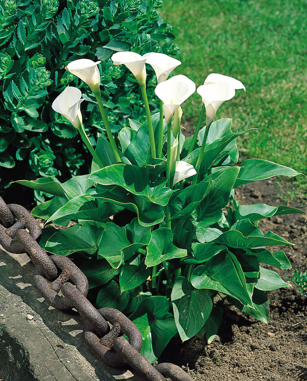 White Zantedeschia Aethiopica Flower seeds for Planting - Garden Favorite, Heirloom & GMO Free Seeds for Home Garden
Sale seeds for planting in home garden